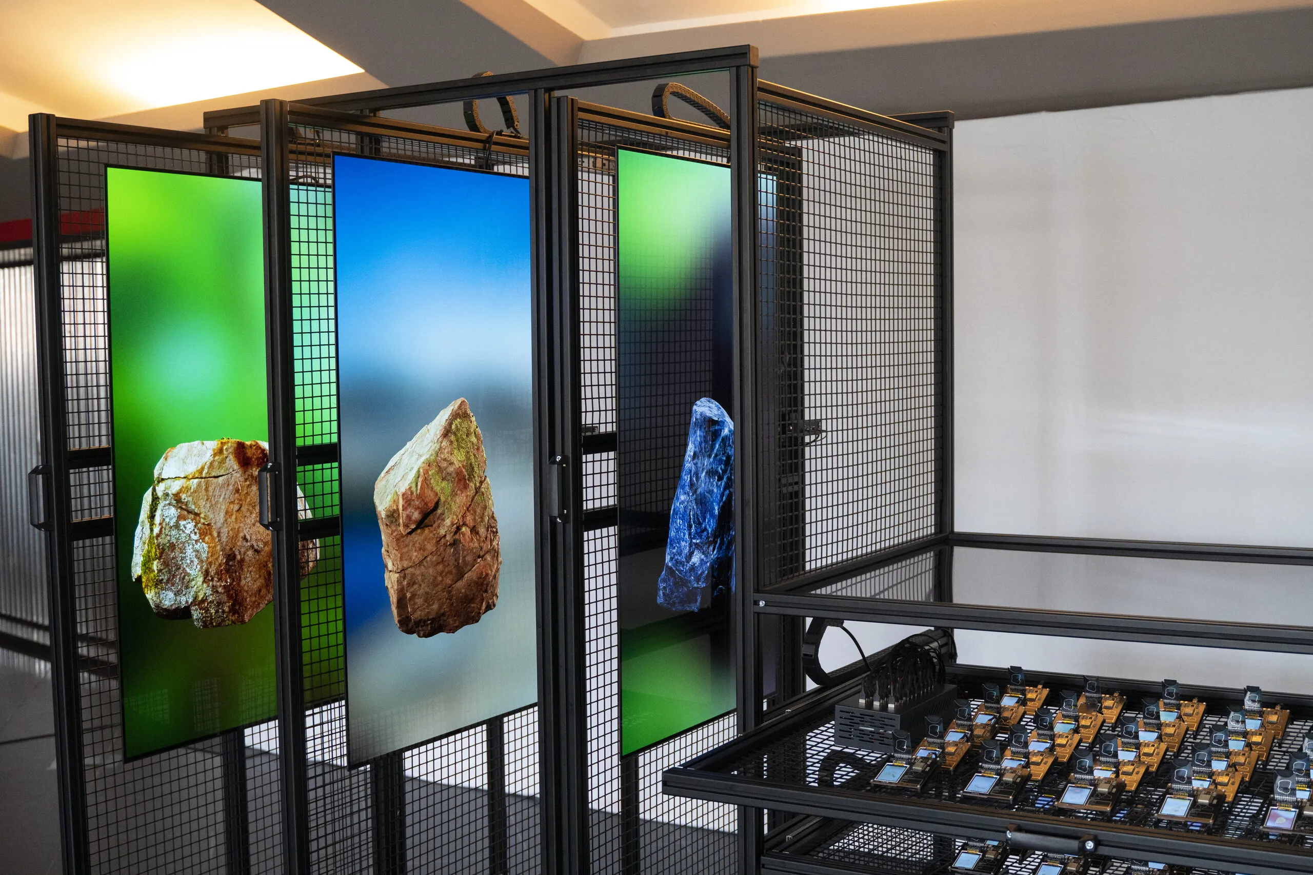 Digital Specimens